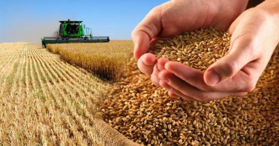 Освоение Рынка Зерна: Чечевица, Пшеница